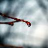 water-droplet_73286573_o