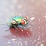 the-fly_40831388_o
