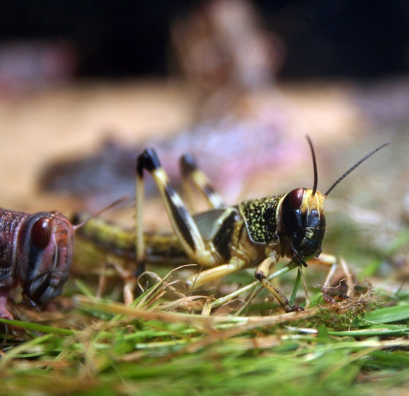 its-a-bugs-life_40241105_o