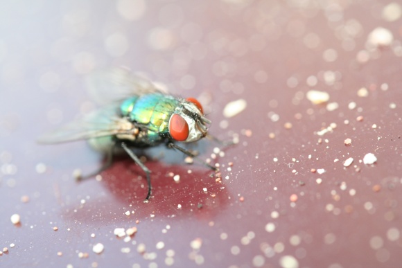 the-fly_40831388_o