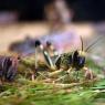 its-a-bugs-life_40241105_o