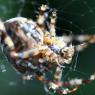 not-quite-incy-wincy-spider_41174619_o
