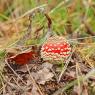 red-mushroom_51543540730_o