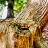 stumped-growth_51602474661_o