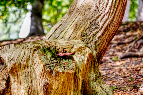 stumped-growth_51602474661_o