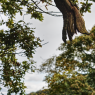 snapped-off_51601597312_o