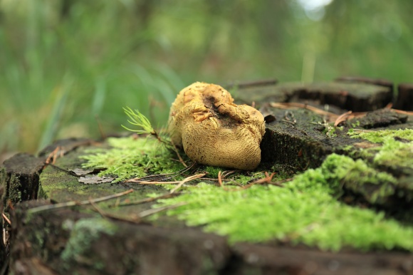 mushroom-on-a-tree-stump_51545986565_o