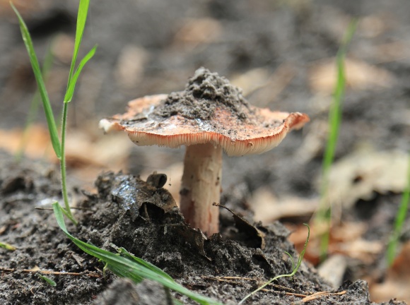 mushroom-with-gills-and-dirt_51544294192_o