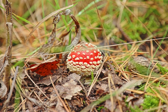 red-mushroom_51543540730_o