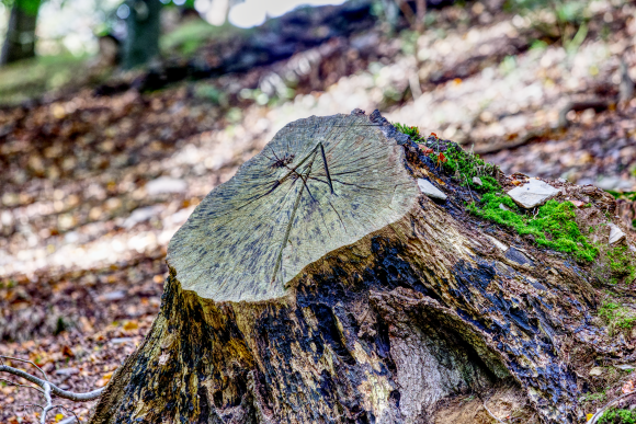 follow-the-arrow_51602740413_o