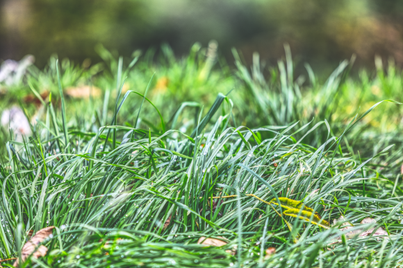 droplet-covered-grass_51603044219_o