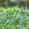 droplet-covered-grass_51603044219_o