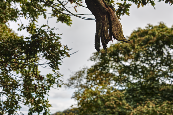 snapped-off_51601597312_o