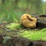 mushroom-on-a-tree-stump_51545986565_o