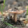mushroom-with-gills-and-dirt_51544294192_o